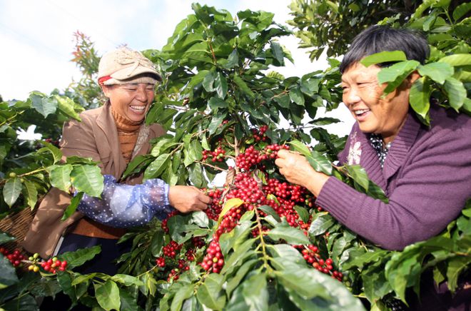 七彩之咖：游彩云之南，品七彩之咖，为您带来一杯源自彩云之南的好咖啡！