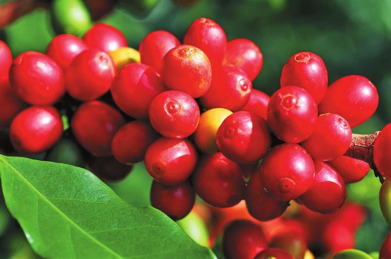 七彩之咖：游彩云之南，品七彩之咖，为您带来一杯源自彩云之南的好咖啡！