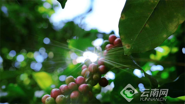 七彩之咖：游彩云之南，品七彩之咖，为您带来一杯源自彩云之南的好咖啡！