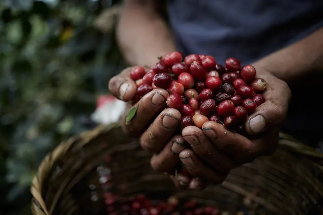 七彩之咖：游彩云之南，品七彩之咖，为您带来一杯源自彩云之南的好咖啡！